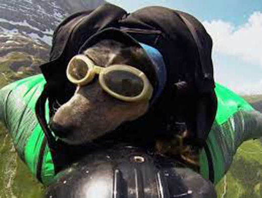 jumping dog  2